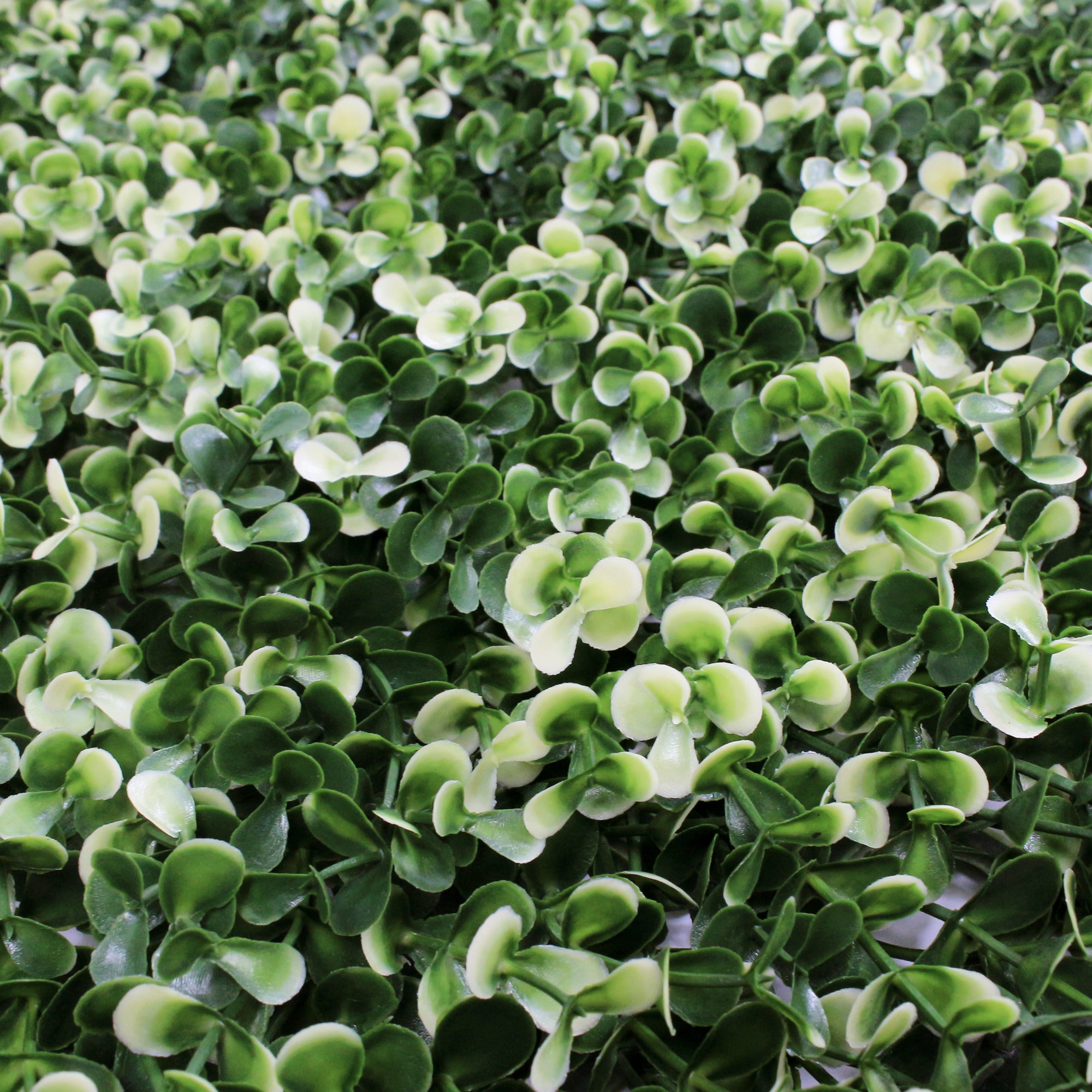 Myrtle White Artificial Hedge 1m x 1m