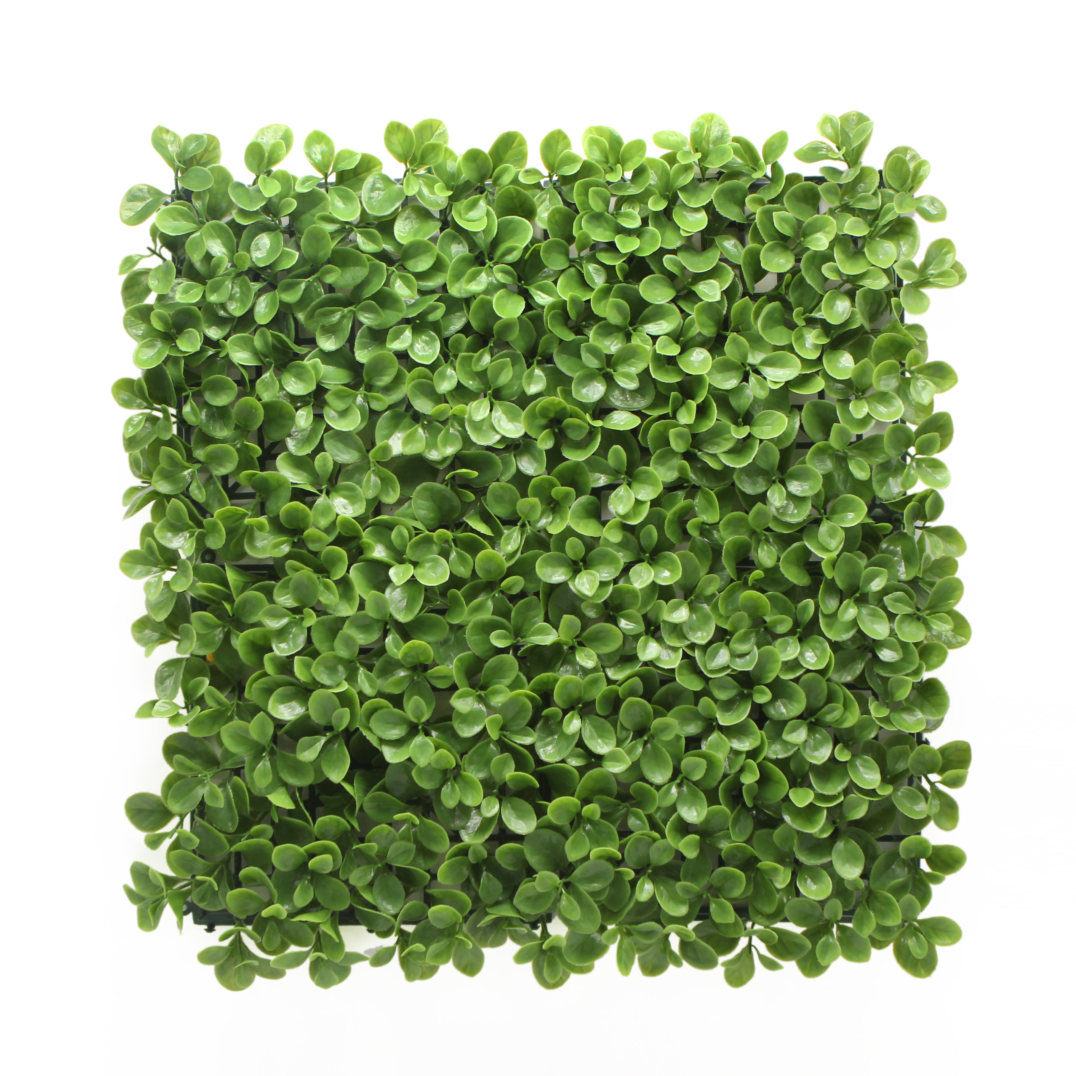 Crassula Artificial Hedge 1m x 1m