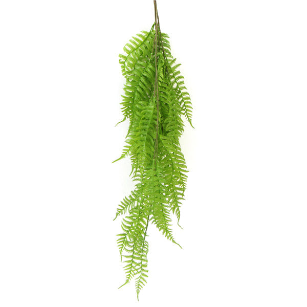 Leaf & Living Beach Fern Hanging Plant
