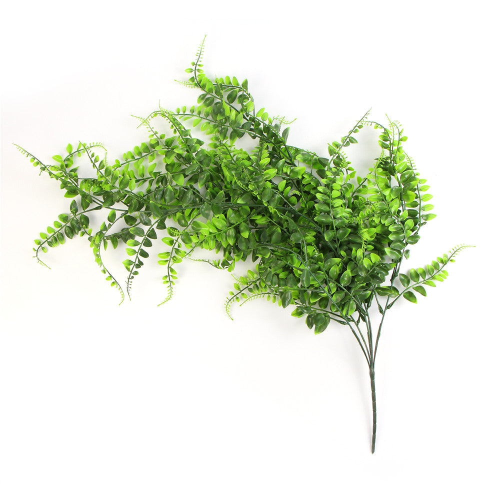 Leaf & Living Climbing Fern Hanging Plant