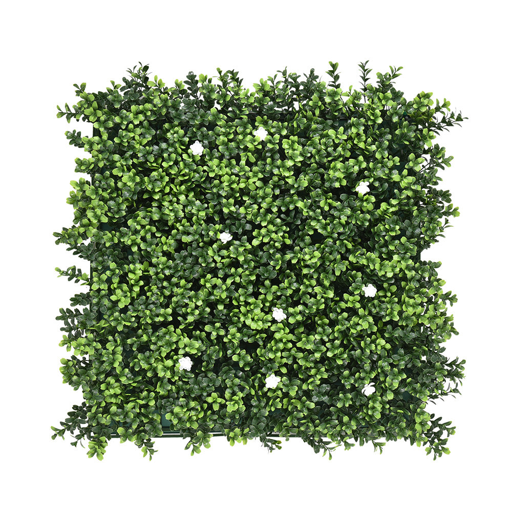Buxus with white flower